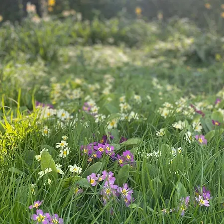 Gite De La Ferme Du Tilleul בית נופש