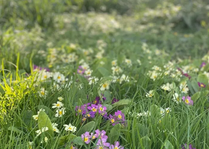 De La Ferme Du Tilleul Prázdninový dům